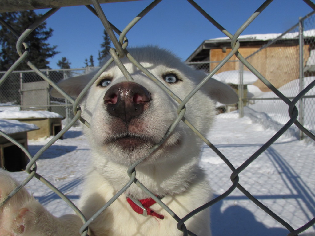 dog-face