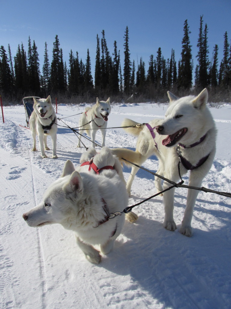 sled-dogs