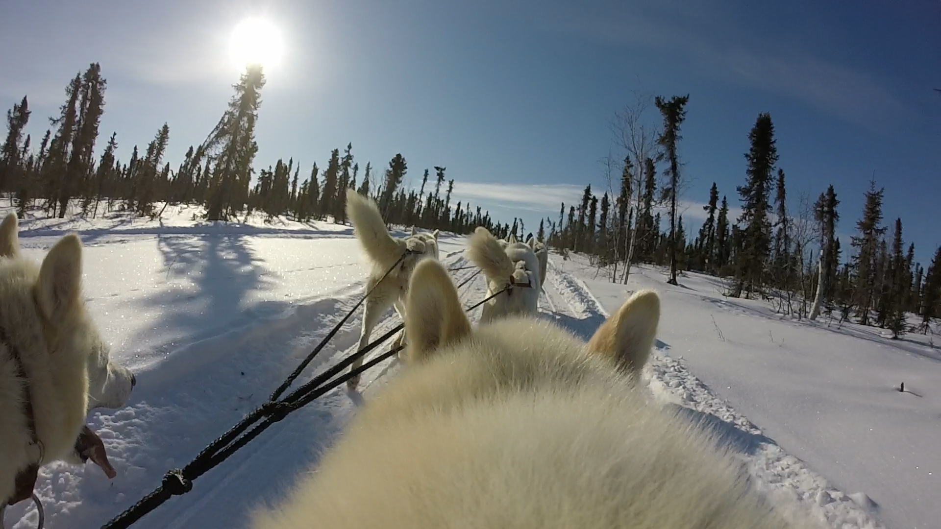 Dog sledding in the Arctic a thing of the past